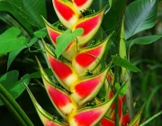 Heliconia Wagneriana 2