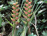 Heliconia Wagneriana 3