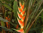 Heliconia Wagneriana 4