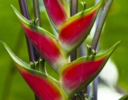 Heliconia Wagneriana 5