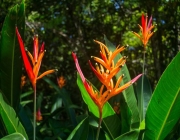 Heliconia 1