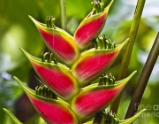 Heliconia 2