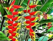 Heliconia 2