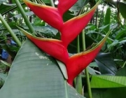 Heliconia 3