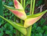 Heliconia 4