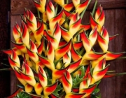 Heliconia 5