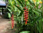 Heliconia 6