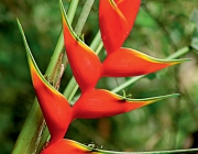 Heliconia 6