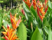 Heliconias Brasileiras 2