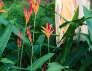 Heliconias Brasileiras 6