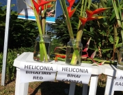 Helicônias Cultivo 5