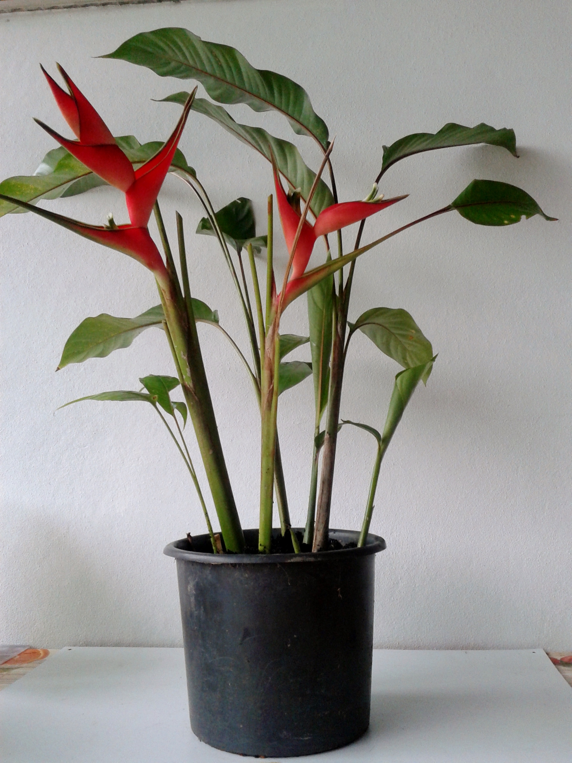 Como Cultivar Helicônias em Vasos | Mundo Ecologia