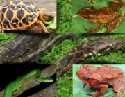 Herpetofauna 6