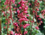 Heuchera Spp 1