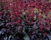 Heuchera Spp 2