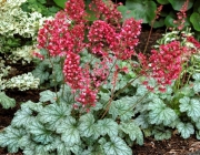 Heuchera Spp 3