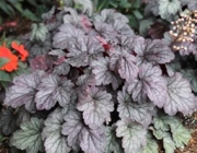 Heuchera Spp 4