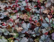 Heuchera Spp 5