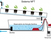 Hidroponia 3