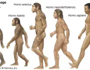Homo Sapiens 5