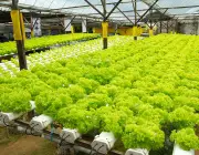 Hydroponic vegetable farm