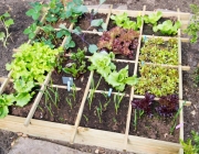 Horta 4