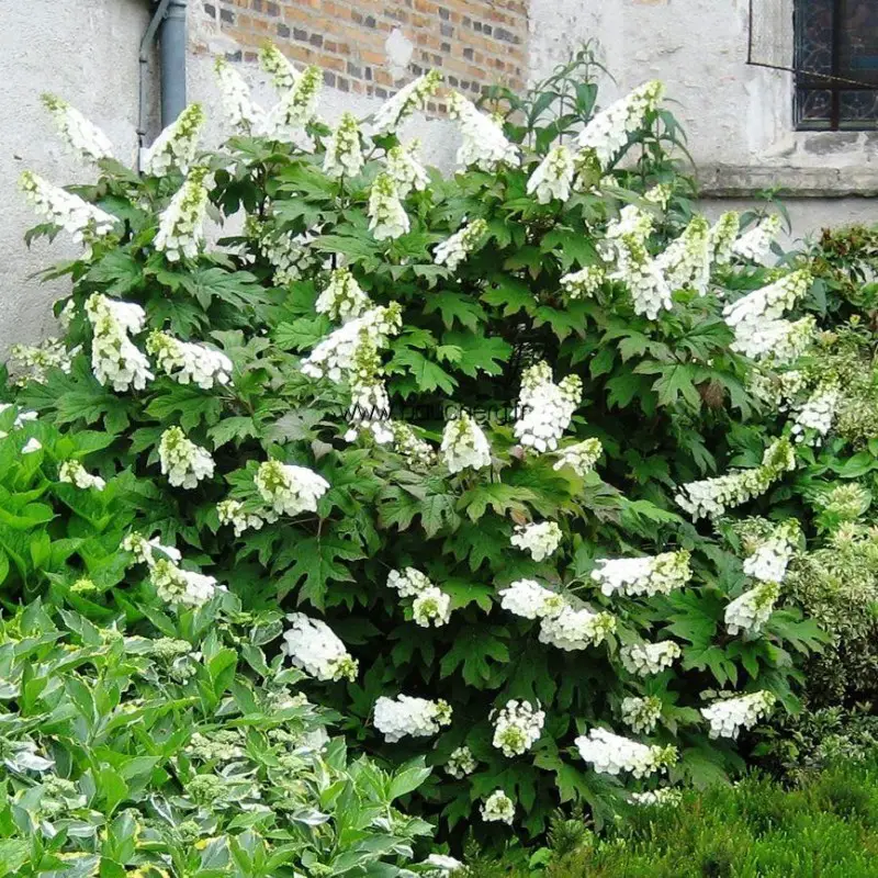 Hortênsia Quercifolia 5