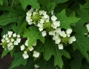 Hydrangea quercifolia