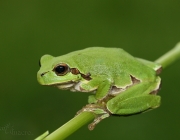 Hyla Arborea 1