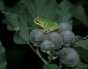 Hyla Arborea 2