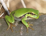 Hyla Arborea 3