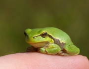 Hyla Arborea 4