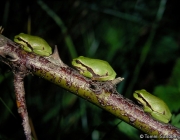 Hyla Arborea 5