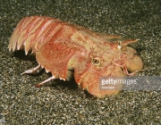 Velvet fan lobster, Ibacus alticrenatus, also called Shovel-nosed crayfish, its shovel-nose is actually expanded bases of second antennae, Bass Strait, Australia (Photo by: Auscape/UIG via Getty Images)