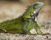 Iguana Iguana 1