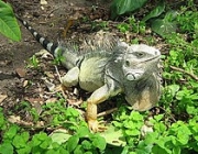 Iguana Iguana 2