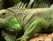 Iguana Iguana 3