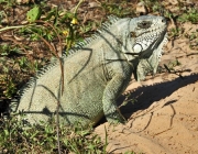 Iguana Iguana 5