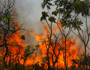 Impacto Ecológico Negativo 1