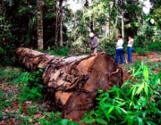 Impacto Ecológico Negativo 2