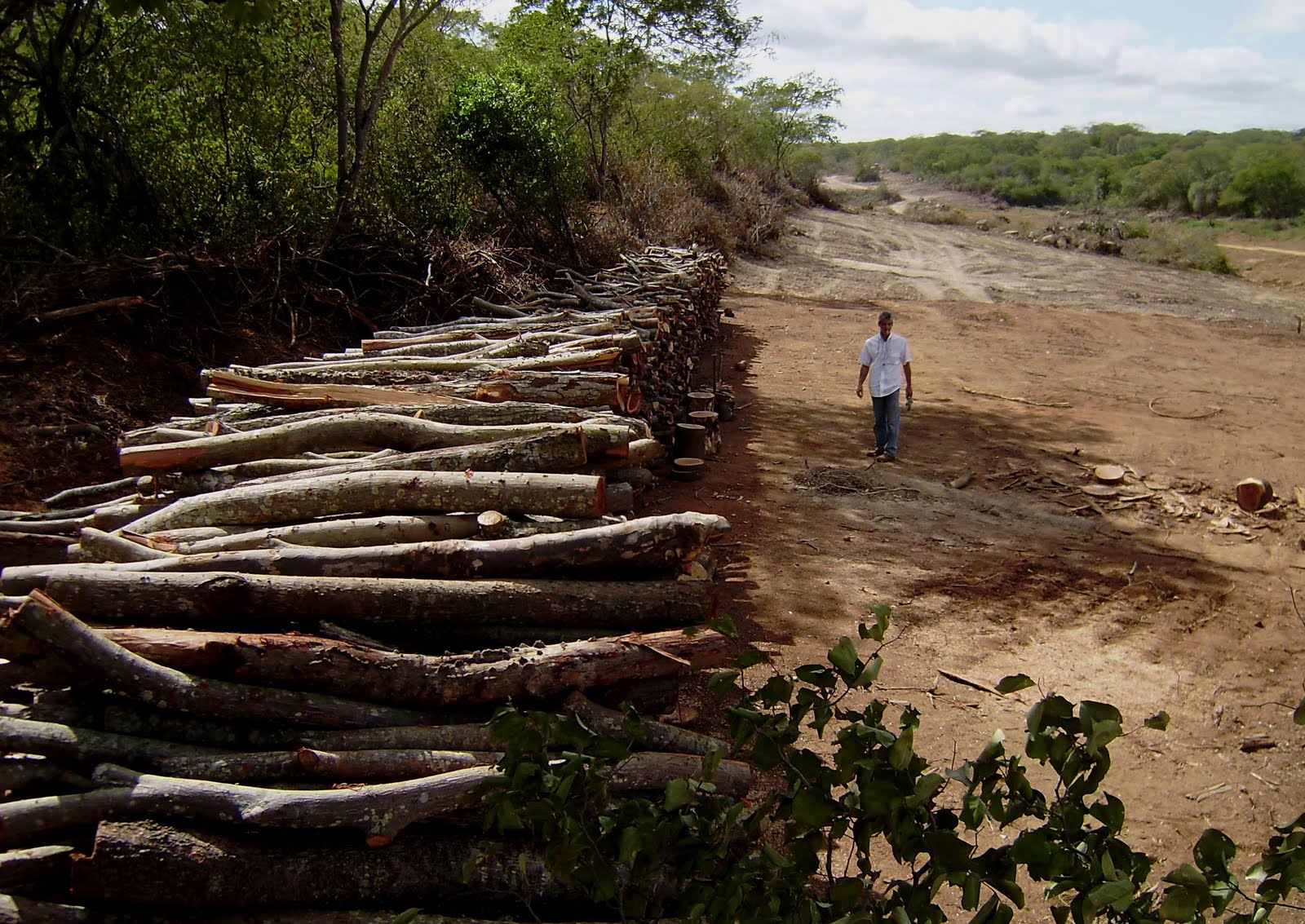 Resultado de imagem para IMPACTOS na caatinga