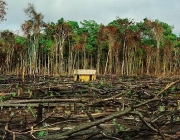 Impactos Ambientais na Caatinga 5