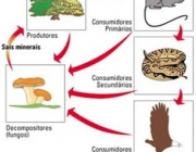 Importância da Ecologia 3