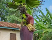 Inflorescência  da Bananeira 3