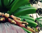 Inflorescência  da Bananeira 4