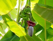 Inflorescência  da Bananeira 5