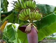 Inflorescência  da Bananeira 6