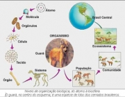 Introdução à Ecologia 4