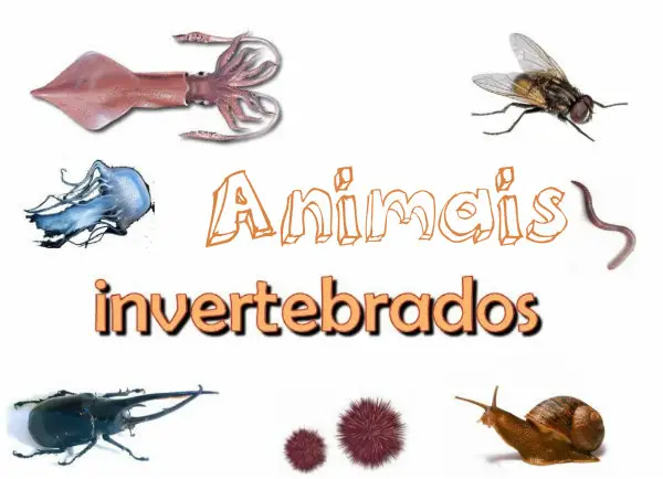 Invertebrados 3