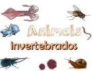 Invertebrados 3